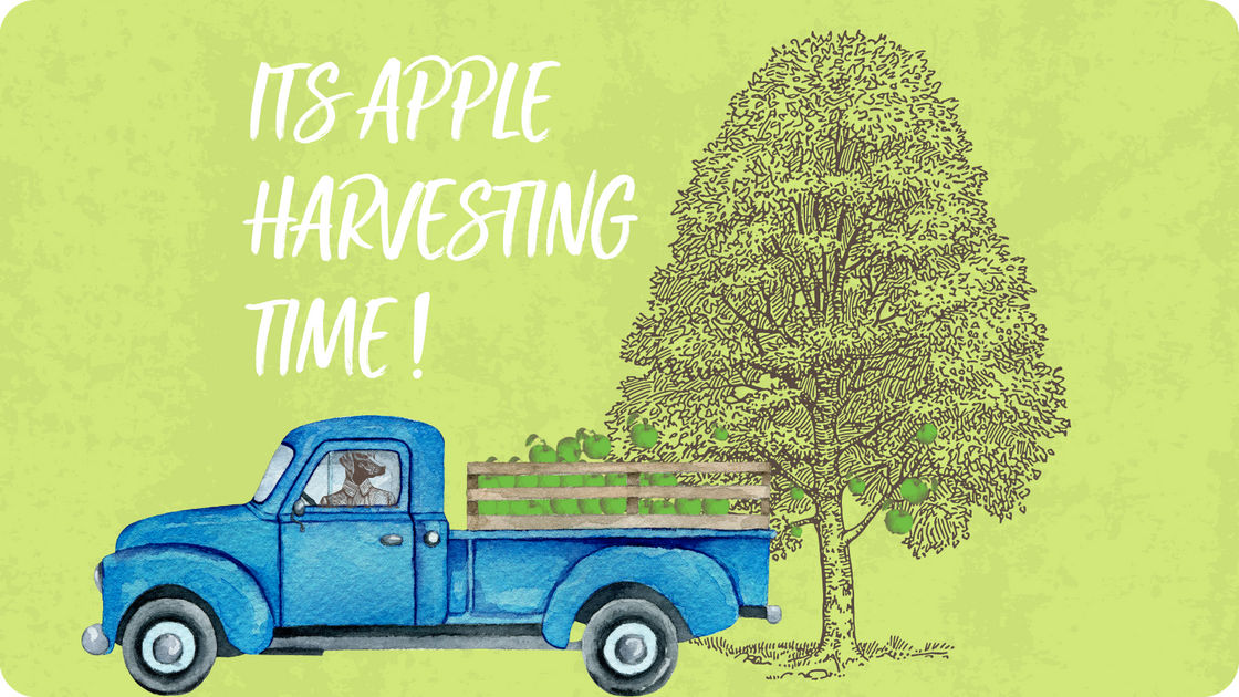 It’s Apple Harvesting Time! Bensons the Juicers