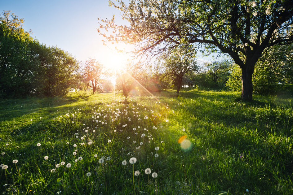 A Spring Wake Up in the Orchard – Bensons the Juicers