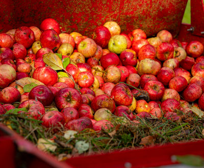 It’s Apple Harvest Time!