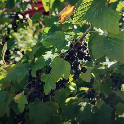 It's Blackcurrant Harvest Time!