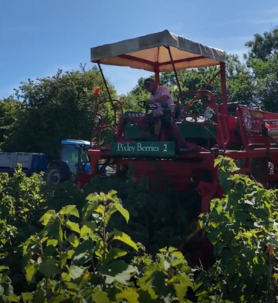 Meet the Grower: Pixley Berries