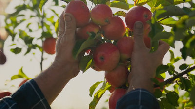 Happy Apple Day!