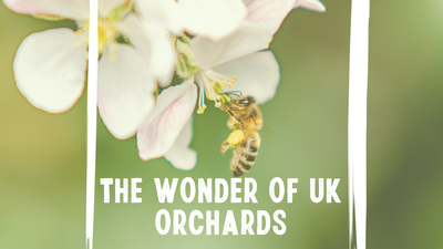 The Wonder of UK Orchards