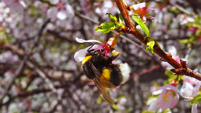 Buzzing to Life: The Bees Behind Bensons’ Blossoms